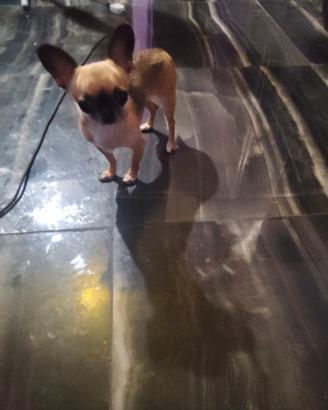 Utdr chihuahua mini Toy