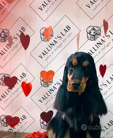 Cocker spaniel inglese