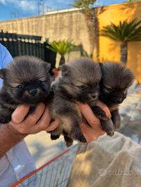 Cuccioli di Spitz di Pomerania