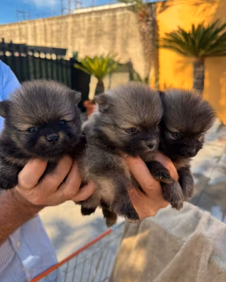 Cuccioli di Spitz di Pomerania