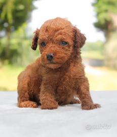 Cuccioli di barboncino Red e Red Brown