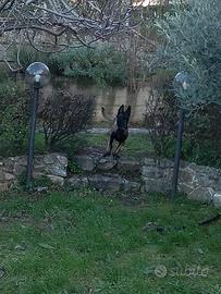 Pastore belga malinois