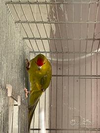 Kakariki maschio giovane