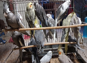 Calopsite 2025 coppie maschi e femmine