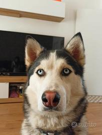 Husky