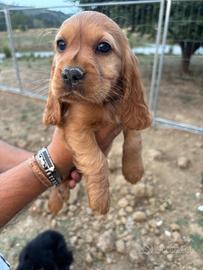 Cocher Spaniel Maschio Fulvo
