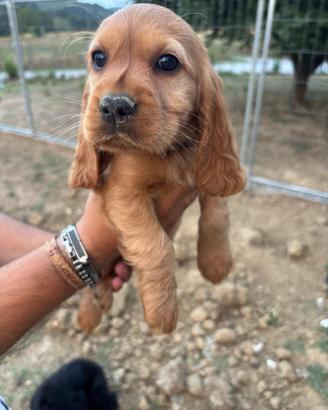 Cocher Spaniel Maschio Fulvo