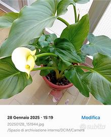 Pianta Calla bianca 