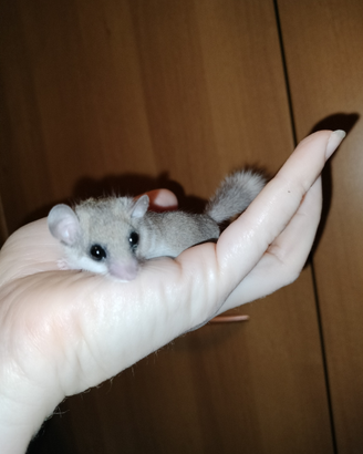 Mini ghiro africano