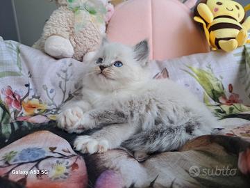 Cucciola di Ragdoll WhiteAngels Tara