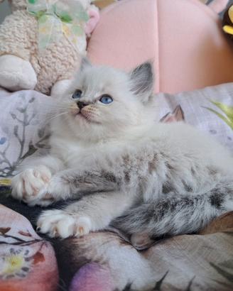 Cucciola di Ragdoll WhiteAngels Tara