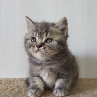 Il perfetto gattino scozzese