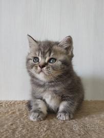 Il perfetto gattino scozzese