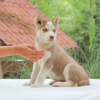 Cucciola di Siberian Husky bianca e rossa