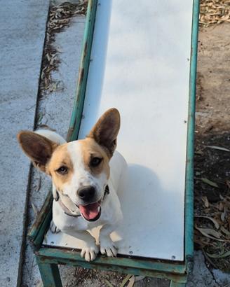 Jack russell maschio