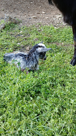 Capretti da allevare