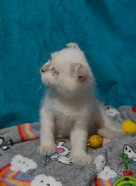 Gattino scottish fold lilac point