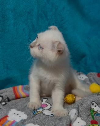 Gattino scottish fold lilac point