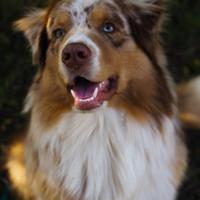 Pastore australiano red merle per Monta