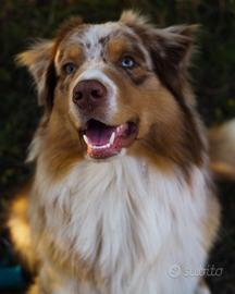 Pastore australiano red merle per Monta