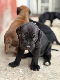CUCCIOLI CANE CORSO