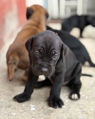 CUCCIOLI CANE CORSO
