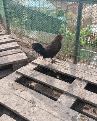 Galletto barbuto nano