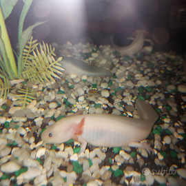 Axolotl ambystoma mexicanum