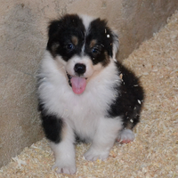 Pastore Australiano/ Australian Shepherd PEDIGREE