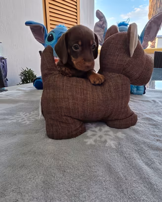 Bassotti kaninchen