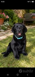 Labrador Retriver