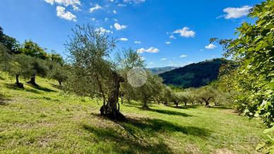 TER. AGRICOLO A SALUDECIO