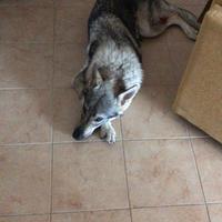 Cane lupo cecoslovacco per monta futura con pedigr