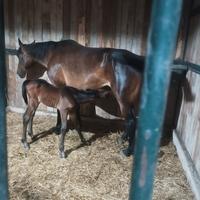 Fattrice trottatore gravida