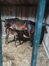 Fattrice trottatore gravida