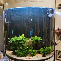Acquario Oceanson semicilindrico