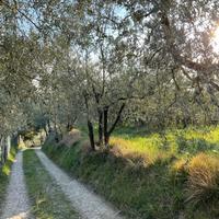 Terreno agricolo con piantagioni