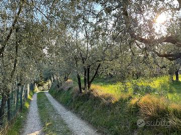 Terreno agricolo con piantagioni