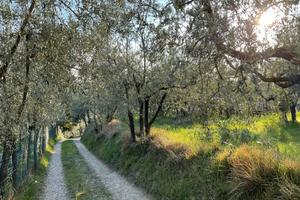 Terreno agricolo con piantagioni