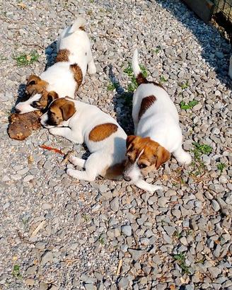Jack Russell