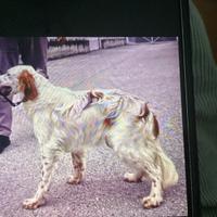Setter inglese