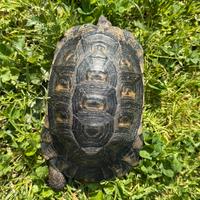 Tartaruga di terraTestudo marginata sarda