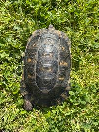 Tartaruga di terraTestudo marginata sarda