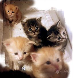 Cuccioli Maine coon