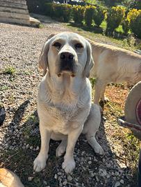 Labrador femmina