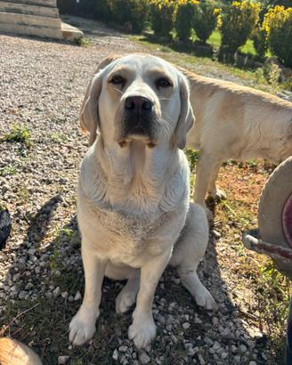 Labrador femmina