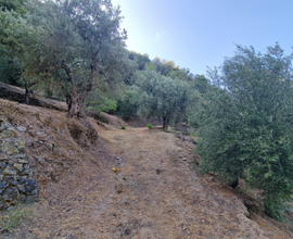 Terreno Agricolo/Boschivo con Rudere