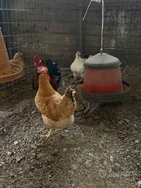 Trio galline americane