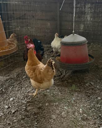 Trio galline americane