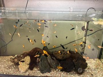 Pesci platy Red molly
